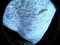 video pic
